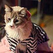 Little Man is registered to the contest to win money with this photo: cat, pet, animal, feline, striped_clothing, costume, indoor, closeup, fur, whiskers, cute, portrait, soft_lighting, domestic, cozy, mammal, sitting, focused, warm_colors, household