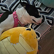 Mya joined the competition — help win amazing prizes! animal, bedspread, black_and_white_dog, close_up, cozy, cute, dog, floor, indoor, patterned_bedspread, pet, pink_harness, plush_toy, relaxing, resting, sleepy, stuffed_animal, toy, wood_floor, yellow