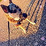 animal, calm, canine, cute, daylight, dog, ears, fur, furry_jacket, leash, nature, outdoor, path, pavement, pebble, pet, shadow, small_dog, sunlight, walking