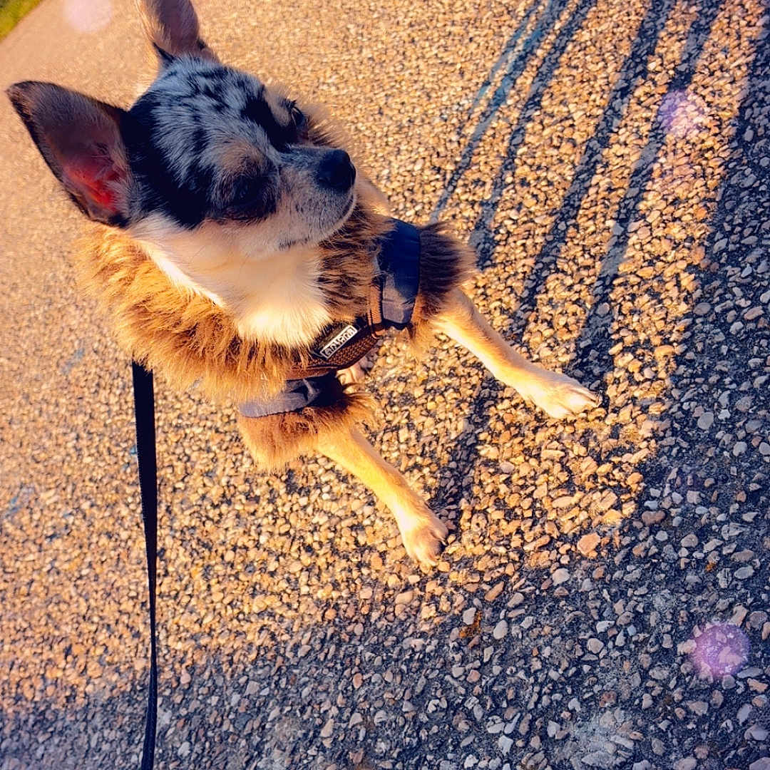 Elodie Vary a rejoint le concours — aidez-le/la à gagner de superbes lots ! animal, calm, canine, cute, daylight, dog, ears, fur, furry_jacket, leash, nature, outdoor, path, pavement, pebble, pet, shadow, small_dog, sunlight, walking