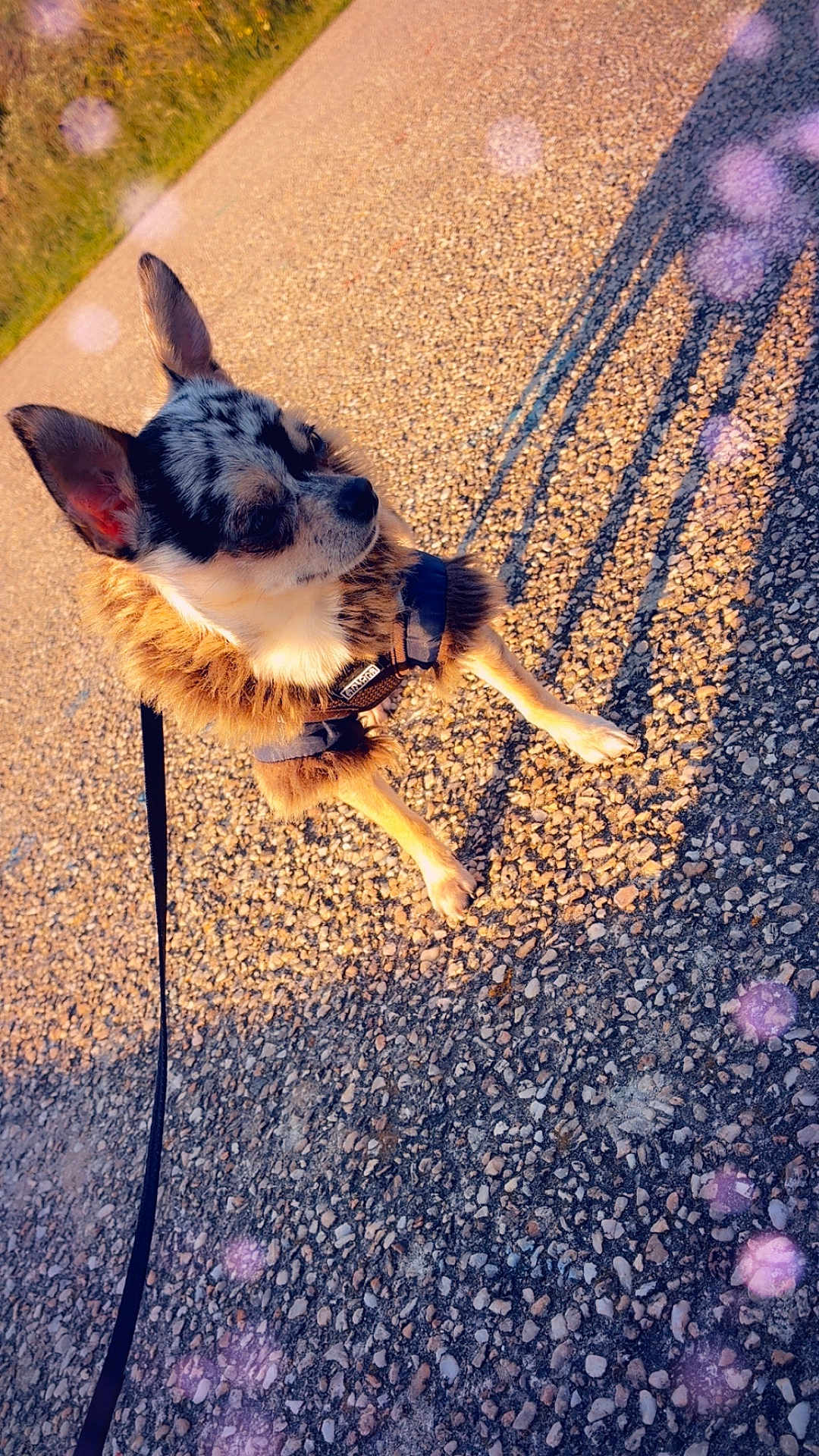 Elodie Vary a rejoint le concours — aidez-le/la à gagner de superbes lots ! animal, calm, canine, cute, daylight, dog, ears, fur, furry_jacket, leash, nature, outdoor, path, pavement, pebble, pet, shadow, small_dog, sunlight, walking