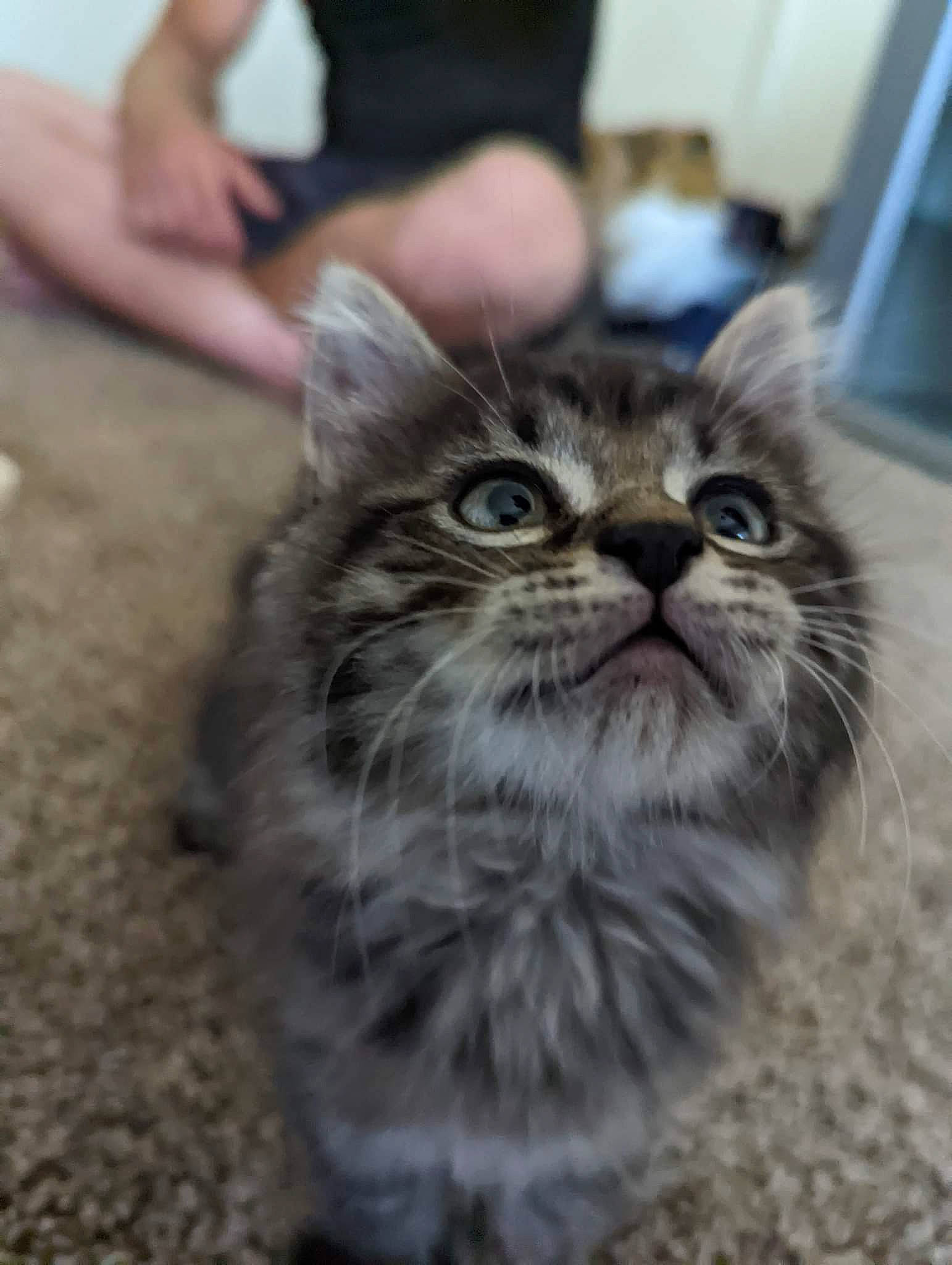 Floki is registered to the contest to win money with this photo: carnivore, cat, domestic_short_haired_cat, felidae, flooring, fur, paw, sitting, small_to_medium_sized_cats, snout, soil, terrestrial_animal, whiskers