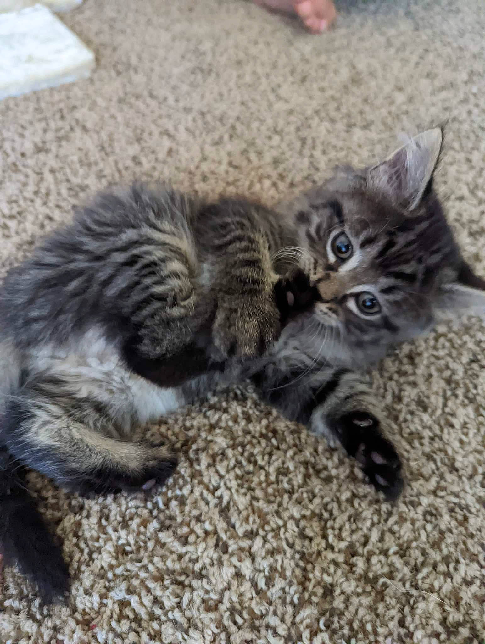 Floki is registered to the contest to win money with this photo: carnivore, cat, claw, comfort, domestic_short_haired_cat, felidae, foot, fur, grey, paw, sitting, small_to_medium_sized_cats, snout, tail, terrestrial_animal, whiskers