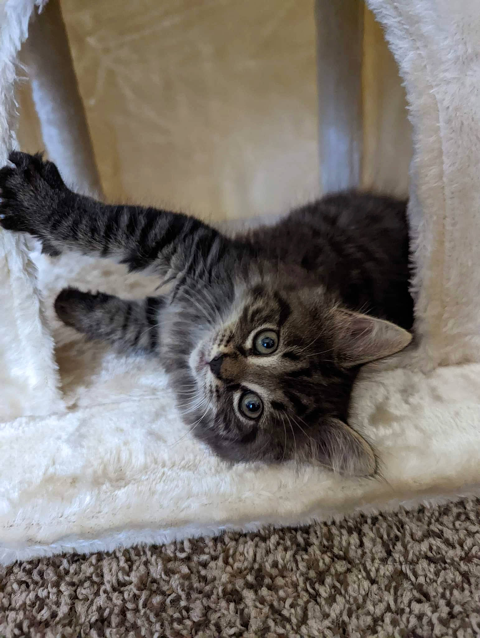 Floki joined the competition — help win amazing prizes! carnivore, cat, claw, comfort, domestic_short_haired_cat, fawn, felidae, flooring, fur, grey, hardwood, paw, small_to_medium_sized_cats, snout, tail, terrestrial_animal, whiskers, window, wood