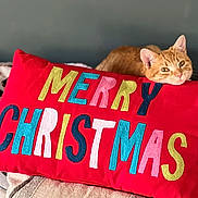 Cheeto is registered to the contest to win money with this photo: animal, cat, celebration, christmas, colorful_letters, cozy, cute, decor, fabric, feline, ginger_cat, holiday, indoor, pet, pillow, red_pillow, relaxed, resting_cat, soft_texture, text