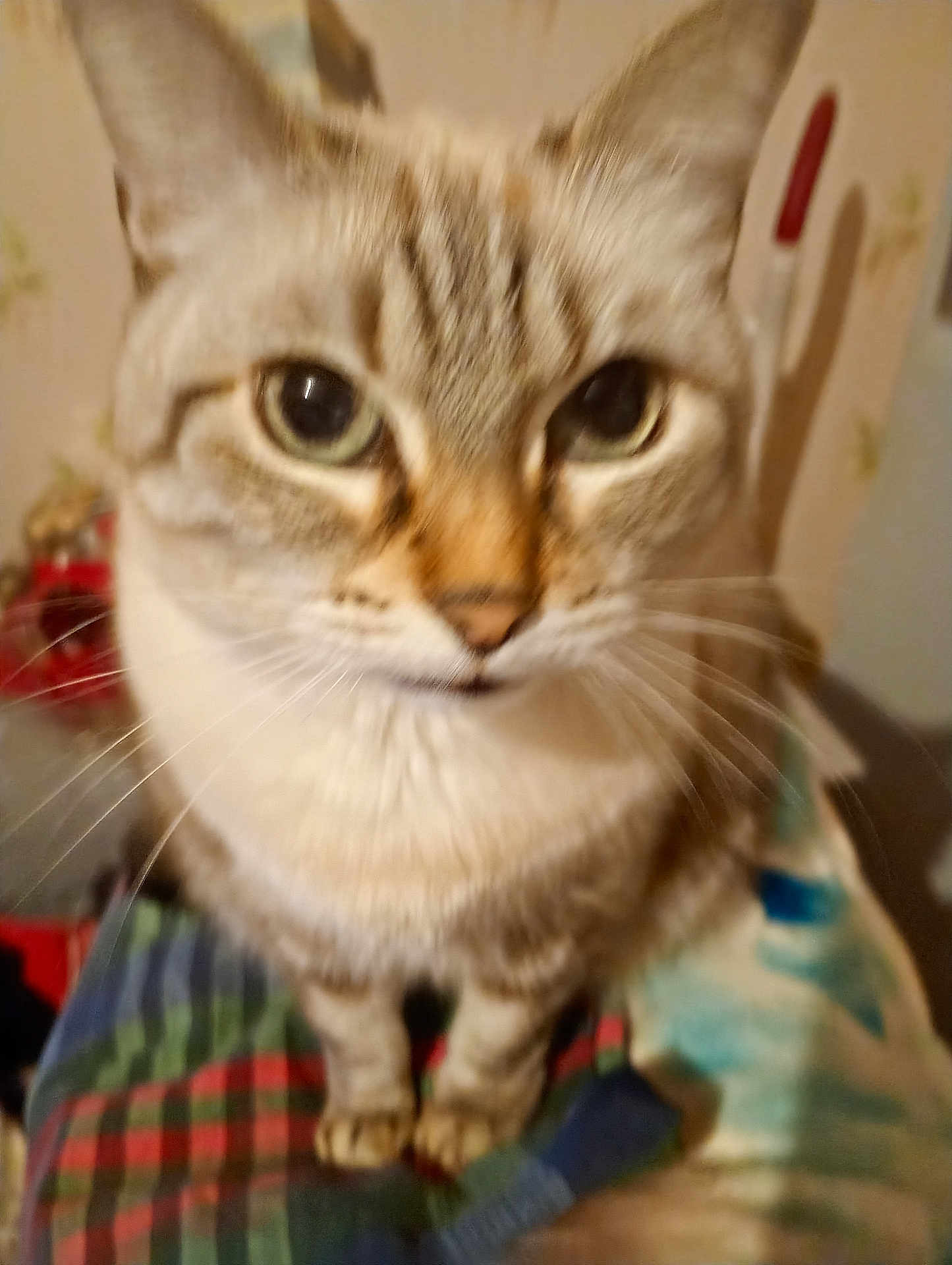 Nouchka participe au concours pour gagner de l'argent avec cette photo : cat, close_up, feline, whiskers, fur, ears, eyes, pet, indoor, plaid_blanket, striped, sitting, curious, animal, domestic, mammal, soft, cute, furry, blurred