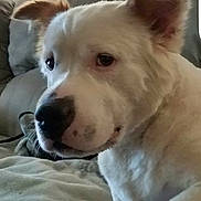 Zeus joined the competition — help win amazing prizes! dog, white_dog, pet, animal, closeup, face, ears, nose, couch, cushion, indoor, fur, muzzle, expression, relaxed, companion, domestic_animal, portrait, cute, friendly
