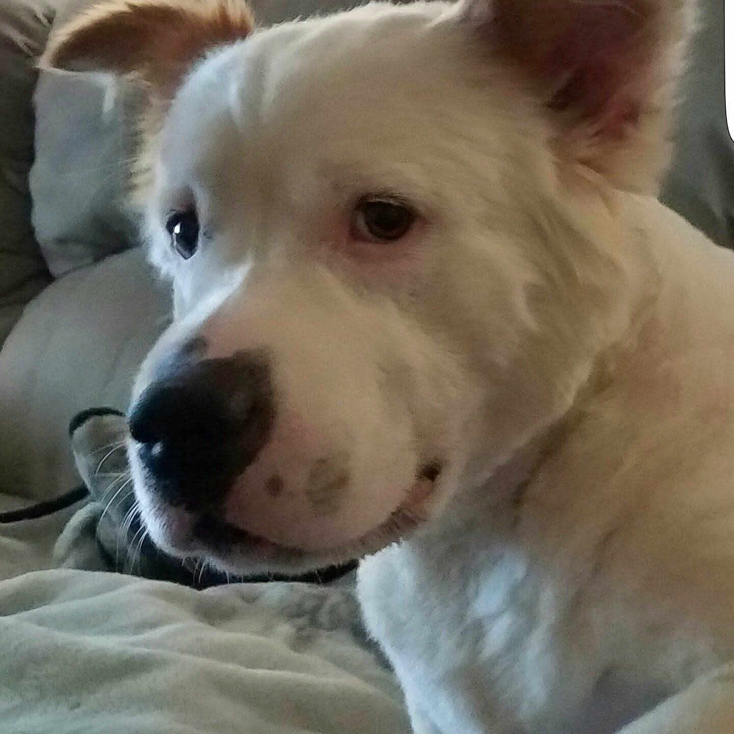 Zeus joined the competition — help win amazing prizes! dog, white_dog, pet, animal, closeup, face, ears, nose, couch, cushion, indoor, fur, muzzle, expression, relaxed, companion, domestic_animal, portrait, cute, friendly