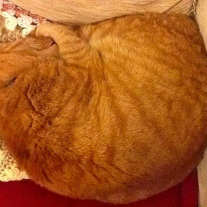 Mr Ginge joined the competition — help win amazing prizes!