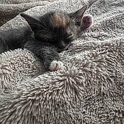 Doug joined the competition — help win amazing prizes! animal, blanket, cat, closeup, comfortable, cozy, cute, fluffy, fur, indoors, kitten, nap, paw, pet, portrait, relaxed, resting, sleeping, soft_texture, warm_lighting