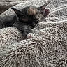 kitten, cat, sleeping, nap, blanket, fluffy, cozy, indoors, pet, animal, fur, paw, closeup, portrait, relaxed, cute, soft_texture, warm_lighting, resting, comfortable