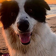 Happy joined the competition — help win amazing prizes! dog, beach, sunset, sand, wet_fur, black_and_white, tongue_out, happy, animal, pet, outdoor, nature, canine, sea, sky, smiling, close_up, daytime, playful, water