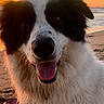 dog, beach, sunset, sand, wet_fur, black_and_white, tongue_out, happy, animal, pet, outdoor, nature, canine, sea, sky, smiling, close_up, daytime, playful, water