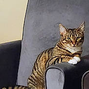 Lily joined the competition — help win amazing prizes! cat, tabby_cat, animal, pet, feline, striped, paw, chair, armchair, indoor, resting, looking_at_camera, fur, whiskers, ears, tail, domestic_cat, comfortable, relaxed, house