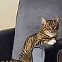cat, tabby_cat, animal, pet, feline, striped, paw, chair, armchair, indoor, resting, looking_at_camera, fur, whiskers, ears, tail, domestic_cat, comfortable, relaxed, house