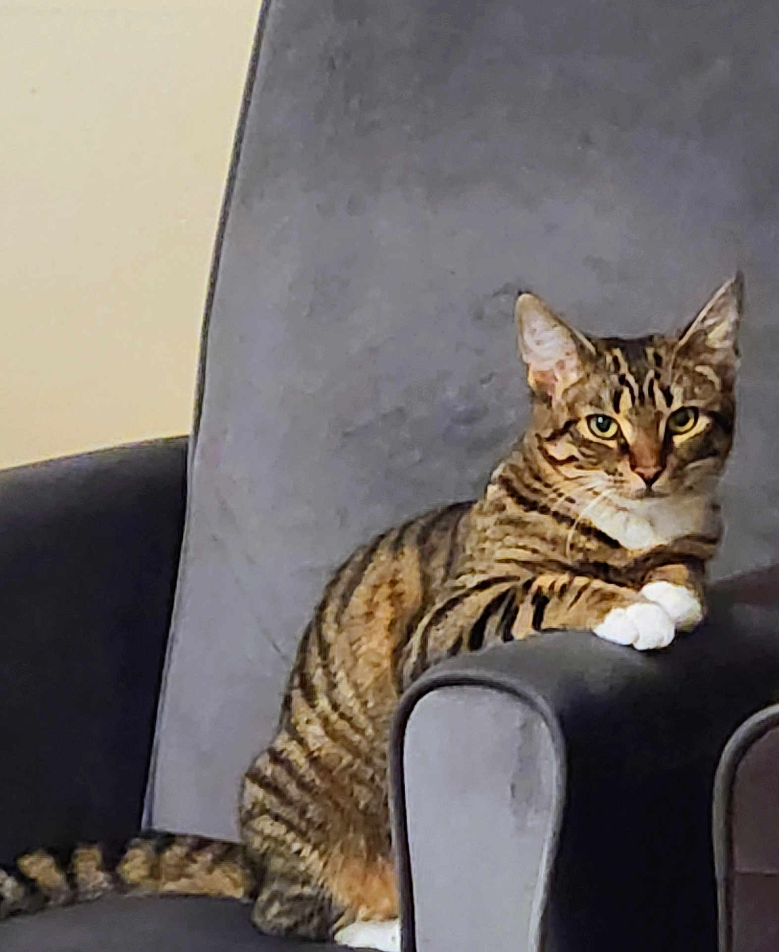 Lily joined the competition — help win amazing prizes! cat, tabby_cat, animal, pet, feline, striped, paw, chair, armchair, indoor, resting, looking_at_camera, fur, whiskers, ears, tail, domestic_cat, comfortable, relaxed, house