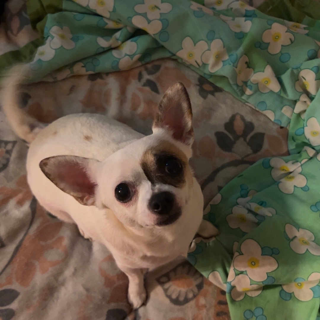 Maymay joined the competition — help win amazing prizes! animal, bed, bedroom, blanket, bulldog, canine, cat, chihuahua, couch, cushion, dog, furniture, homedecor, hound, linen, person, pet, puppy, quilt, whitedog