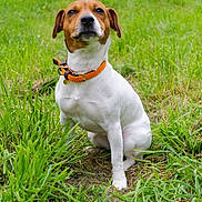 Pepper participe au concours pour gagner de l'argent avec cette photo : dog, outdoor, grass, greenery, collar, pet, animal, nature, field, sitting, canine, brown, white, portrait, fur, ears, alert, summer, daytime, cute