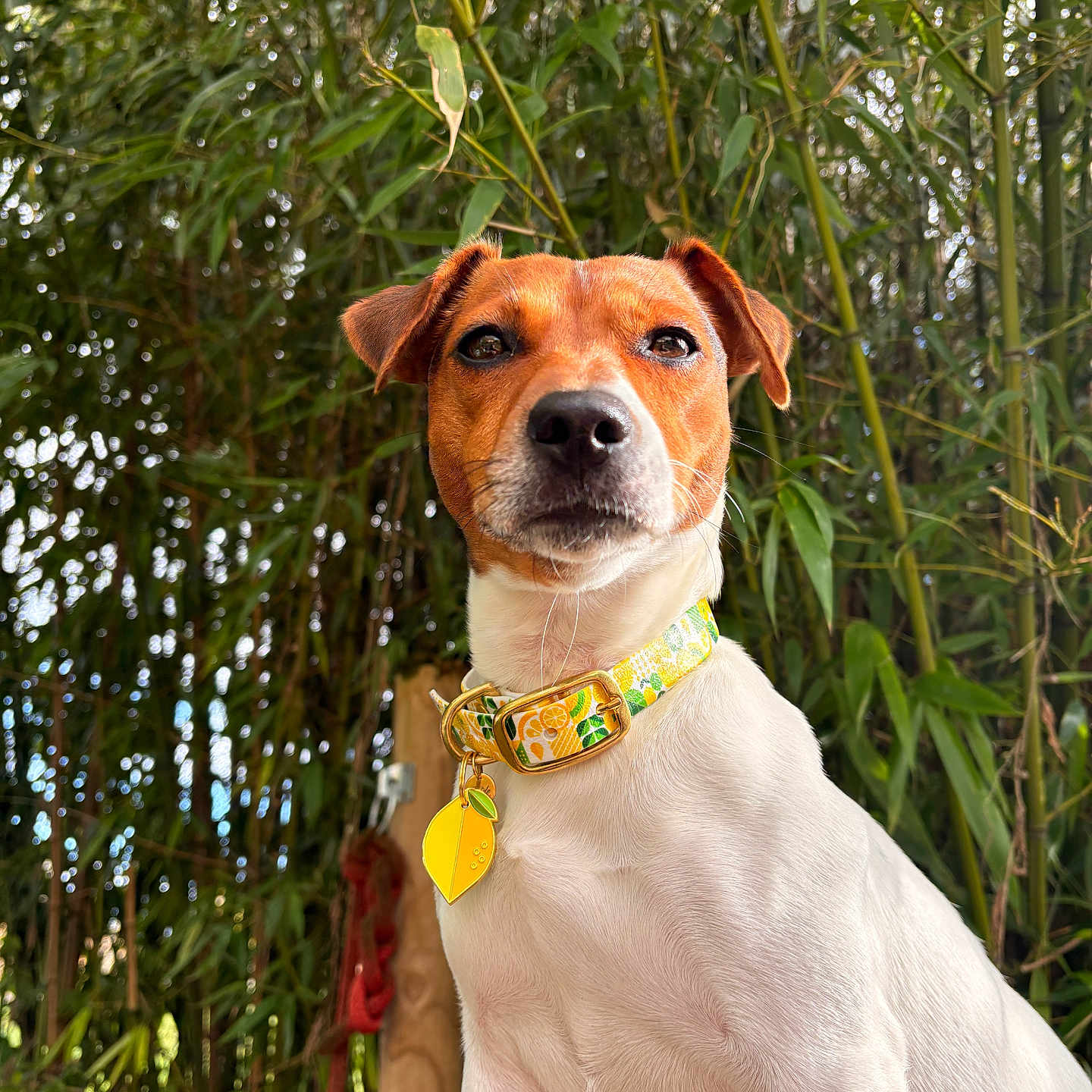 Pepper a rejoint le concours — aidez-le/la à gagner de superbes lots ! animal, bamboo, canine, closeup, collar, cute, dog, ears, fur, greenery, lemon, nature, outdoor, pet, portrait, summer, tag, tree, whiskers, wood