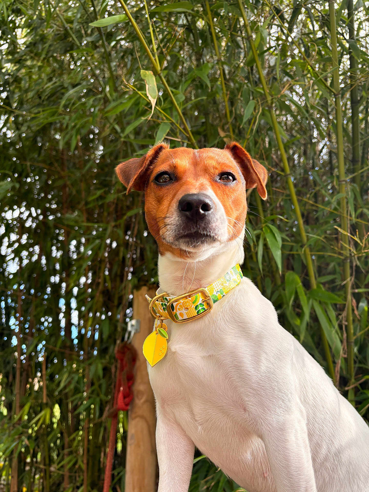 Pepper a rejoint le concours — aidez-le/la à gagner de superbes lots ! dog, pet, animal, outdoor, bamboo, greenery, collar, lemon, nature, portrait, cute, canine, fur, ears, whiskers, tag, tree, wood, summer, closeup
