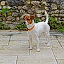 Pepper participe au concours pour gagner de l'argent avec cette photo : dog, jack_russell_terrier, pet, animal, outdoor, stone_wall, garden, curious, alert, white_coat, orange_collar, pavement, plant, greenery, small_dog, canine, standing, tail_up, daylight, nature