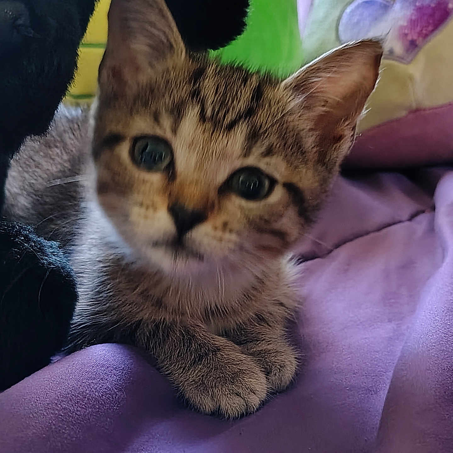 Meeko