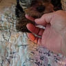 Tinkerbell joined the competition — help win amazing prizes! puppy, dog, small_dog, fluffy, brown_and_black, portrait, animal, pet, face, eyes, nose, paw, hand, licking, cuddling, indoor, bed, quilt, cozy, close_up