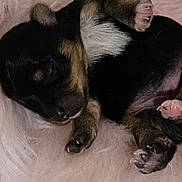 Tinkerbell is registered to the contest to win money with this photo: puppy, dog, black_and_tan, sleeping, lying_down, belly_up, paws, fluffy_blanket, pink_blanket, indoor, cute, pet, fur, relaxed, cozy, playful, small_dog, animal, portrait, soft_texture