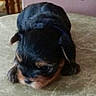 Tinkerbell is registered to the contest to win money with this photo: puppy, dog, black_and_tan, small_dog, lying_down, sleepy, face, ears, paws, fur, table, indoor, home, closeup, portrait, cute, animal, pet, relaxed, funny