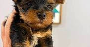 Tinkerbell joined the competition — help win amazing prizes! puppy, dog, black_and_tan, small_breed, floppy_ears, portrait, being_held, human_hand, fur, muzzle, nose, eyes, front_legs, indoors, home, wall_art, framed_picture, pet_crate, close_up, cute