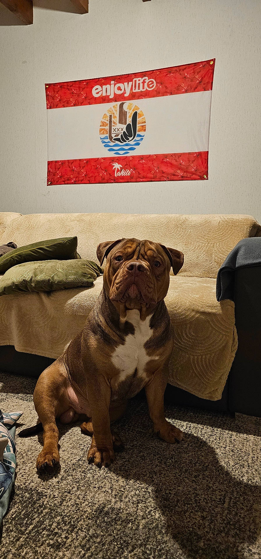 Aito a rejoint le concours — aidez-le/la à gagner de superbes lots ! animal, austriaflag, boxer, bulldog, canine, couch, dog, flag, frenchbulldog, furniture, pet, pitbull, puppy