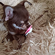 Appy participe au concours pour gagner de l'argent avec cette photo : puppy, dog, brown, small_dog, blanket, fluffy, pacifier, cute, pet, indoors, fur, animal, young, lying_down, closeup, adorable, soft_texture, snout, ears, paws