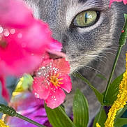Kika joined the competition — help win amazing prizes! cat, close_up, eye, flower, pink_flower, yellow_flower, green_eye, gray_cat, whiskers, nature, flora, plant, pet, animal, outdoor, colorful, focus, blur, macro, curious