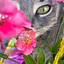 cat, close_up, eye, flower, pink_flower, yellow_flower, green_eye, gray_cat, whiskers, nature, flora, plant, pet, animal, outdoor, colorful, focus, blur, macro, curious