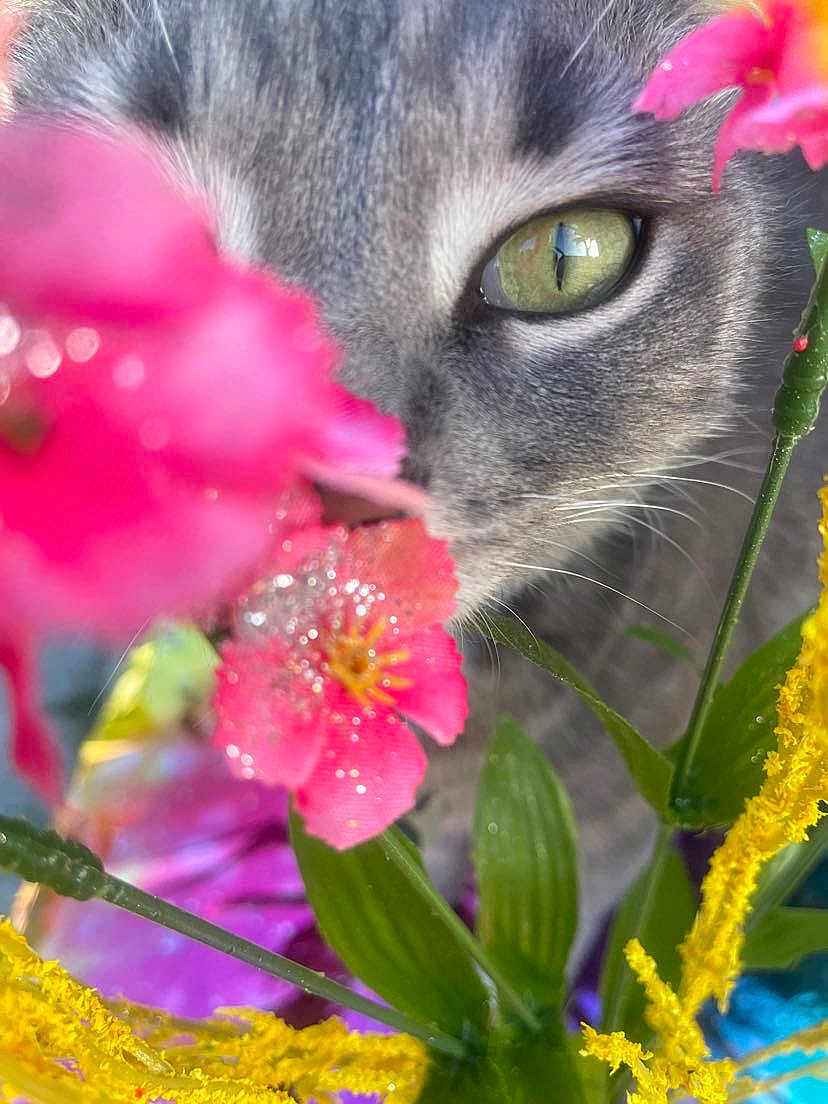 Kika