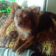 Leo participe au concours pour gagner de l'argent avec cette photo : carnivoran, chihuahua, companion_dog, dog, dog_breed, dog_breed_group, dog_like_mammal, puppy, russkiy_toy, snout, terrier, toy_dog