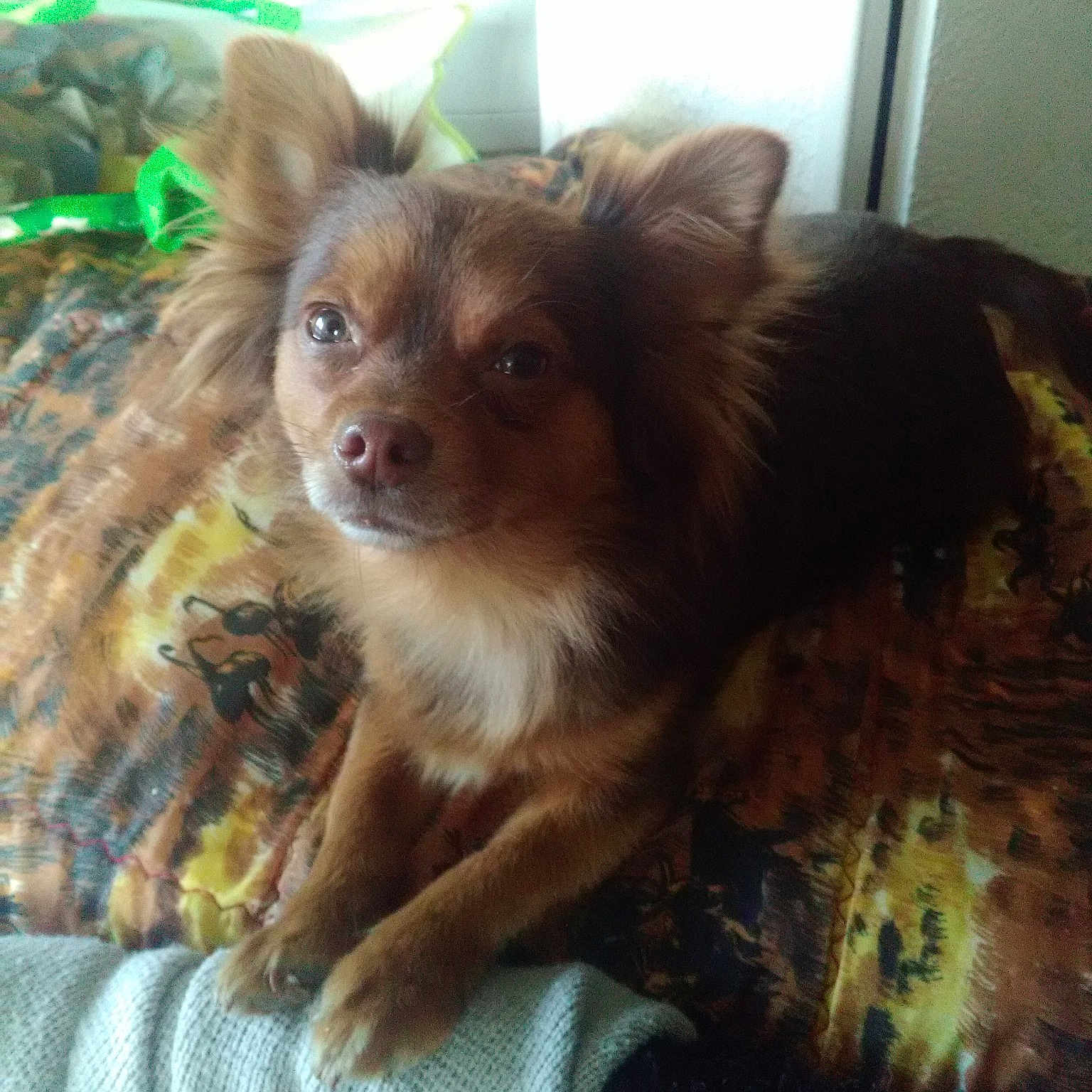 Leo