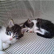 Chatons De Esperance a rejoint le concours — aidez-le/la à gagner de superbes lots !