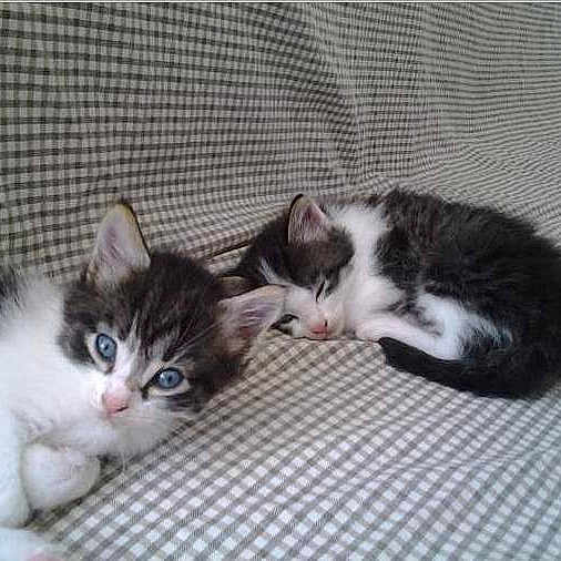Chatons De Esperance