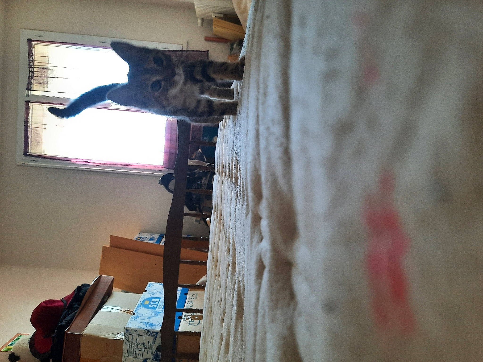 Lilith a rejoint le concours — aidez-le/la à gagner de superbes lots ! box, building, ceiling, curtain, display_device, door, flooring, fur, hardwood, linens, luggage_and_bags, multimedia, plaster, room, shipping_box, visual_arts, wall, window, wood