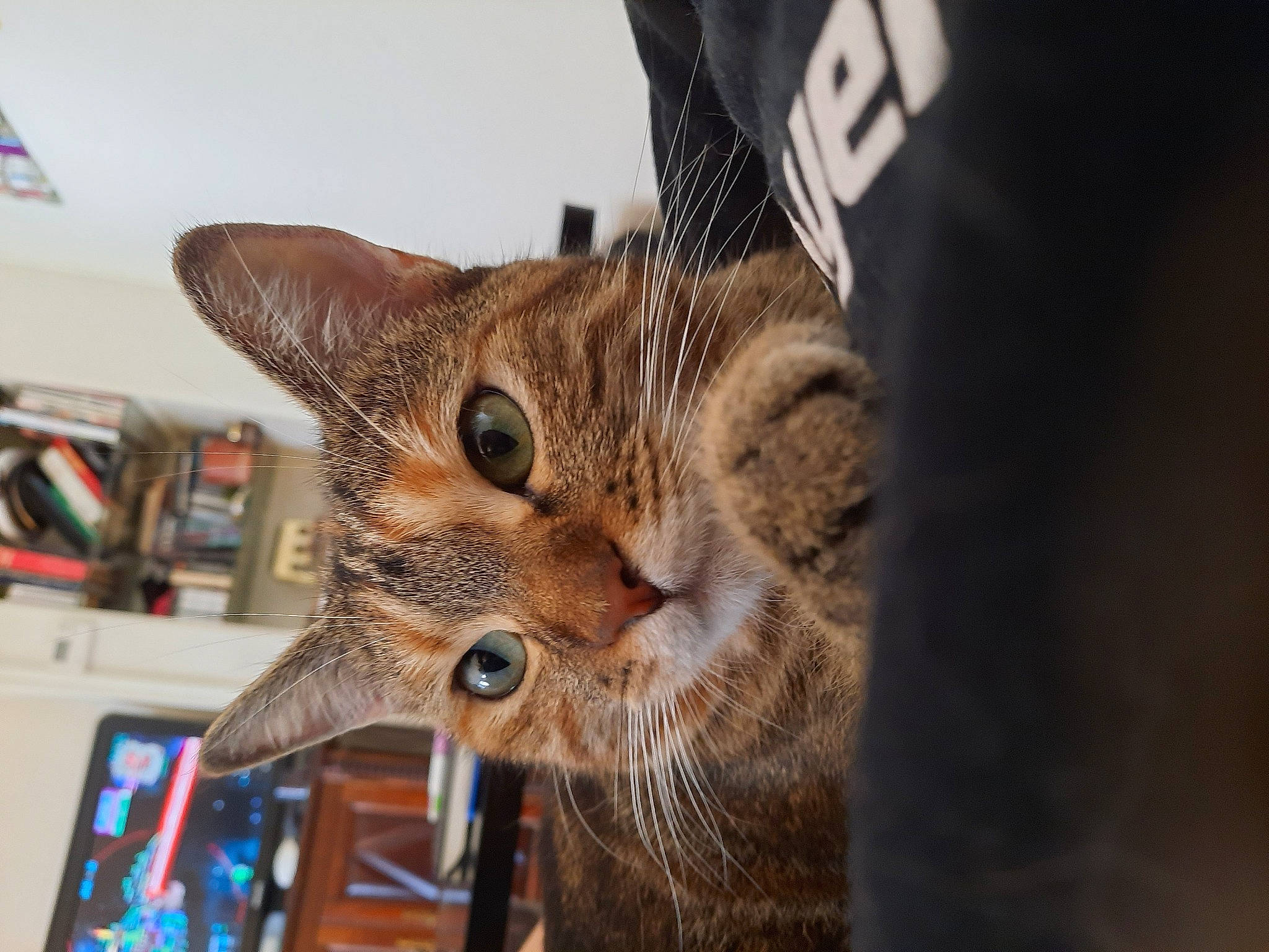 Lilith a rejoint le concours — aidez-le/la à gagner de superbes lots ! bookcase, carnivore, cat, claw, computer, computer_keyboard, computer_monitor, domestic_short_haired_cat, eyelash, fawn, felidae, fur, laptop, office_supplies, personal_computer, shelf, small_to_medium_sized_cats, snout, whiskers, wildlife