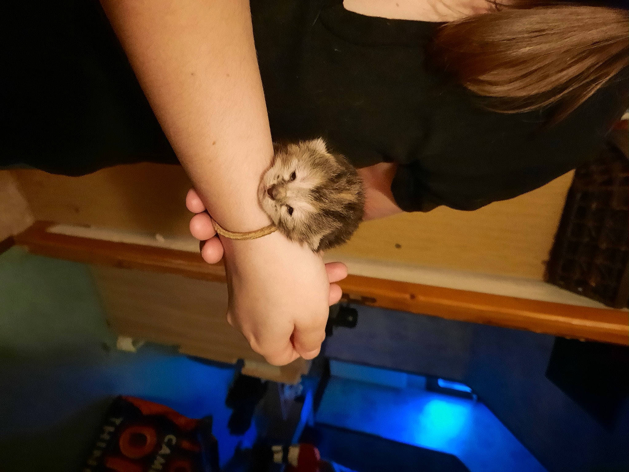 Lilith a rejoint le concours — aidez-le/la à gagner de superbes lots ! carnivore, cat, comfort, domestic_short_haired_cat, fawn, felidae, finger, fun, fur, gesture, hardwood, human_leg, nail, room, small_to_medium_sized_cats, thigh, thumb, whiskers, wood, wrist