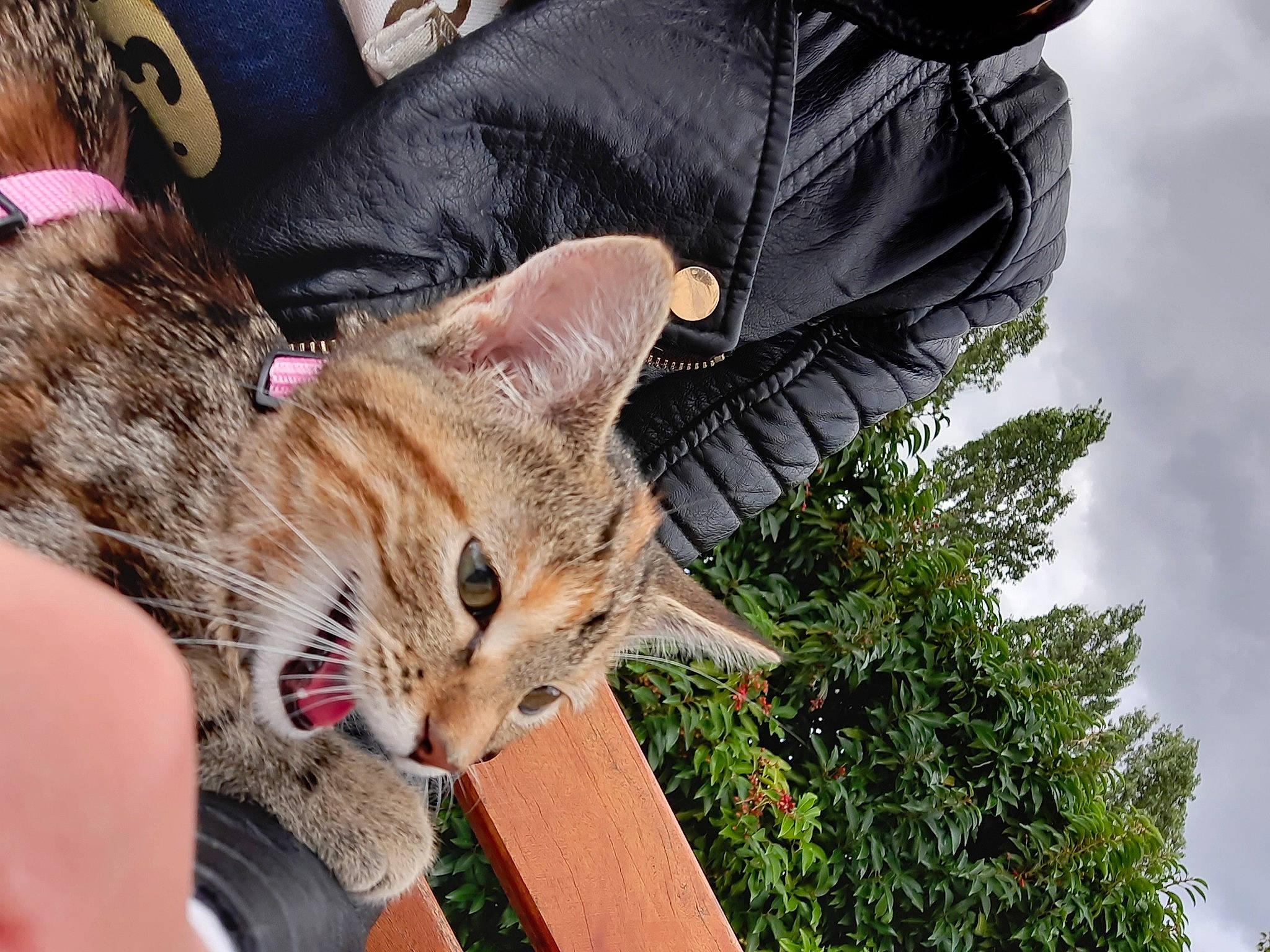 Lilith participe au concours pour gagner de l'argent avec cette photo : carnivore, cat, claw, cloud, domestic_short_haired_cat, fashion_accessory, fawn, felidae, fur, grass, human_leg, plant, sitting, sky, small_to_medium_sized_cats, snout, tail, tree, whiskers, wildlife