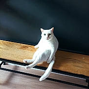 Pompon Groot participe au concours pour gagner de l'argent avec cette photo : animal, bench, black_wall, cat, cute, domestic_cat, feline, floor, fur, household, indoor, looking, paw, pet, relaxed, resting, sitting, tail, white_cat, wooden_bench