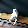 animal, bench, black_wall, cat, cute, domestic_cat, feline, floor, fur, household, indoor, looking, paw, pet, relaxed, resting, sitting, tail, white_cat, wooden_bench