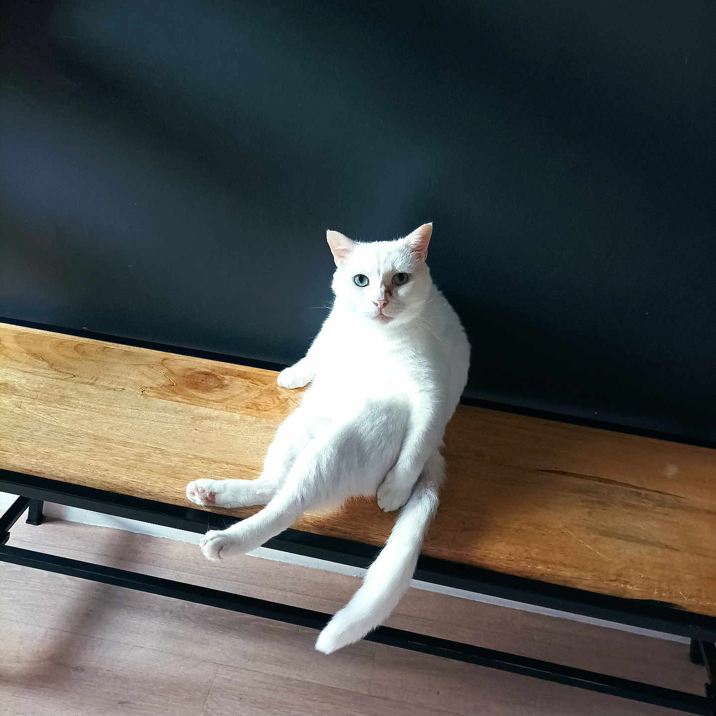 Pompon Groot participe au concours pour gagner de l'argent avec cette photo : animal, bench, black_wall, cat, cute, domestic_cat, feline, floor, fur, household, indoor, looking, paw, pet, relaxed, resting, sitting, tail, white_cat, wooden_bench