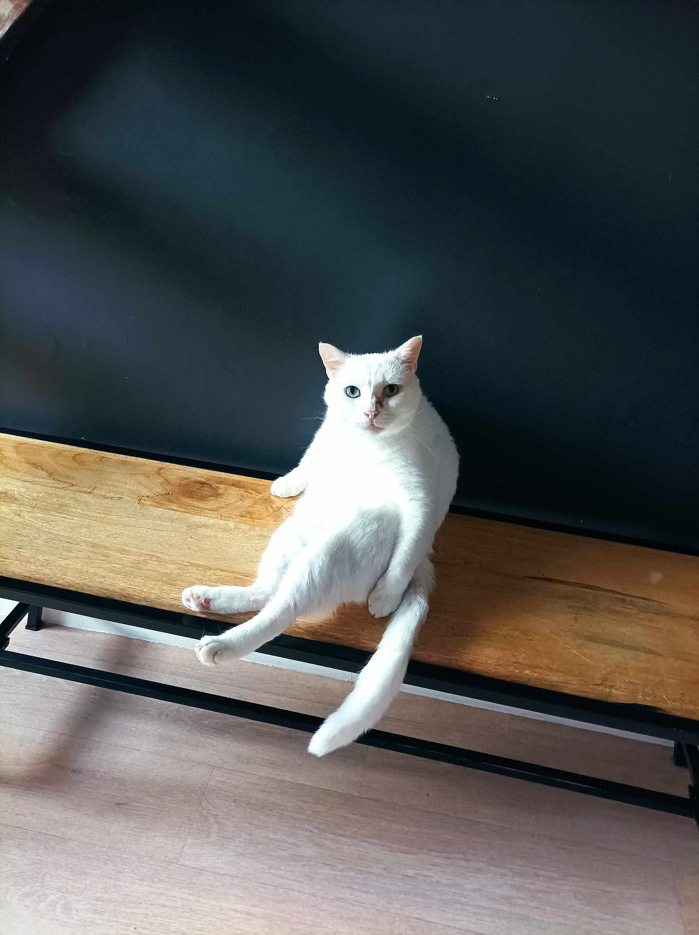 Pompon Groot