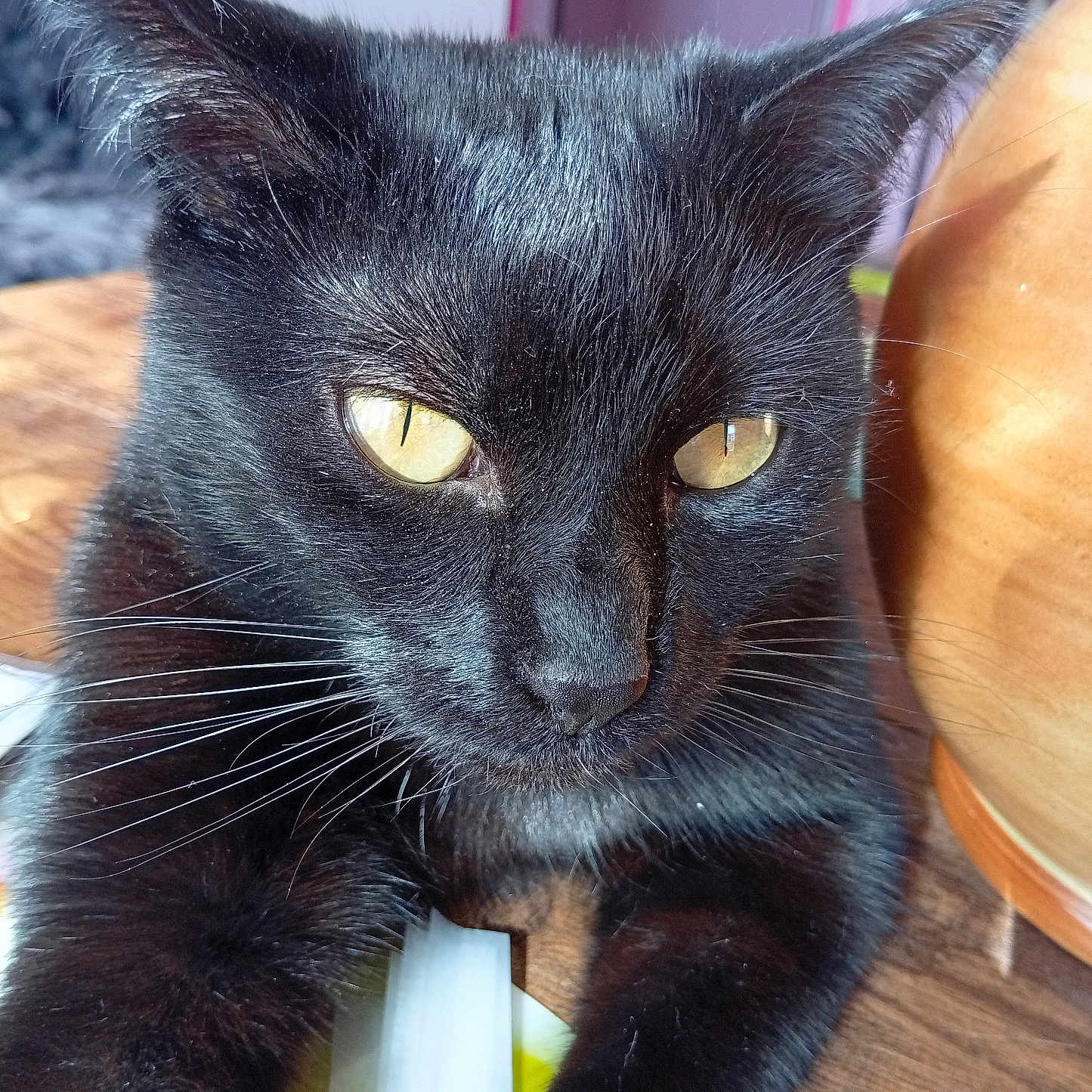Gazoile participe au concours pour gagner de l'argent avec cette photo : black_cat, cat, pet, animal, whiskers, yellow_eyes, fur, indoor, table, wood, close_up, portrait, domestic_cat, cute, feline, relaxed, home, background_blur, ears, nose
