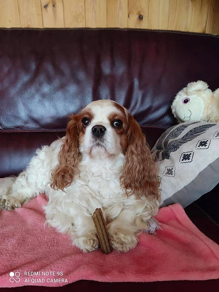 Mely a rejoint le concours — aidez-le/la à gagner de superbes lots ! bored, canidae, carnivore, cavalier_king_charles_spaniel, comfort, companion_dog, dog, dog_breed, fawn, fur, king_charles_spaniel, liver, mammal, snout, spaniel, sporting_group, toy, toy_dog, wood, working_animal