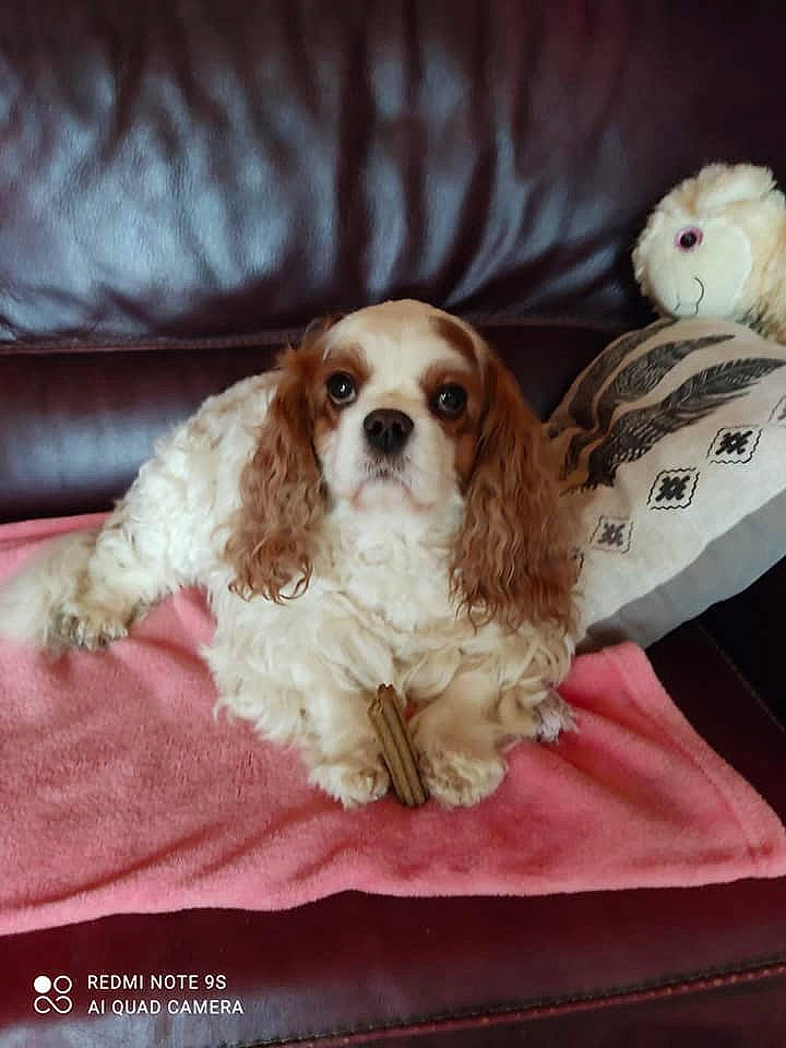 Mely a rejoint le concours — aidez-le/la à gagner de superbes lots ! bored, canidae, carnivore, cavalier_king_charles_spaniel, comfort, companion_dog, dog, dog_breed, dog_supply, fawn, fur, king_charles_spaniel, liver, snout, spaniel, sporting_group, toy, toy_dog, whiskers, working_animal